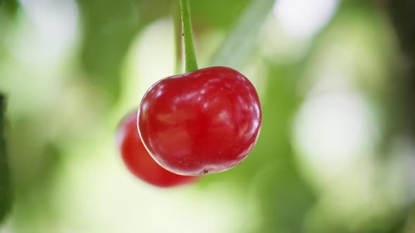 Cherry alt