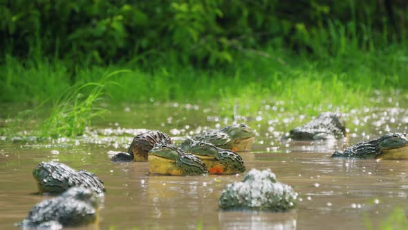 Army Of African Bullfrogs, Pixie Frogs In The Water In Central Kalahari Game Reserve, Botswana. - cl alt