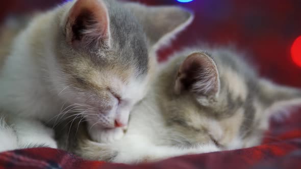 Tired Cats Sleep Cutely Against the Background of a Flickering Garland