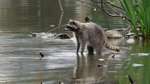 Raccoon at Forest Lake - 01 - 4K