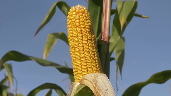 Closeup view on ready yellow corn on a field.