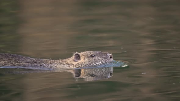 4K wild semi aquatic coypu, myocastor coypus; swimming on a swamp environment and vacuum up food on alt