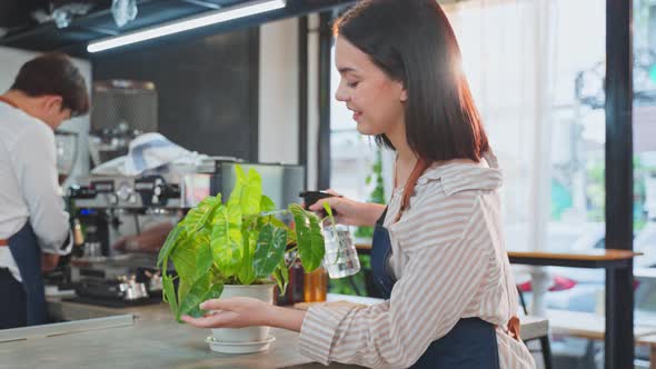 Caucasian beautiful Coffee shop owner use spray watering on green leaf tree in coffee house. alt