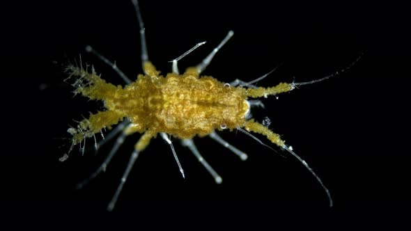 Sea Isopoda Superfamily Janiroidea Under the Microscope Asellota Suborder alt