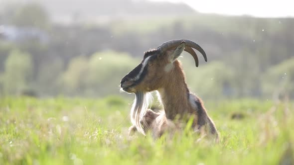 Domestic Milk Goat with Long Beard and Horns Resting on Green Pasture Grass on Summer Day alt