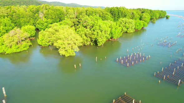 An island-shaped mangrove forest in the middle of a river mouth near the sea. alt