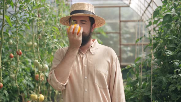 Medium Shot Portrait of Happy Male Farmer Smelling Ripe Yellow Tomato Stretching Vegetable Looking alt