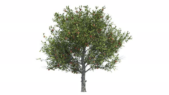 Apple Tree Loop