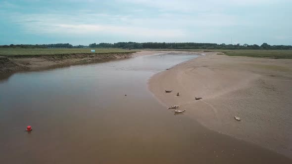 Flyover of a seal colony, seals lying on the mud bank and seals swimming on the water alt