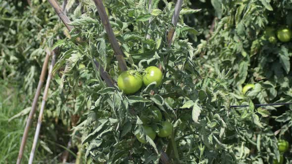 Green Tomatoes Grown in a Orchard alt