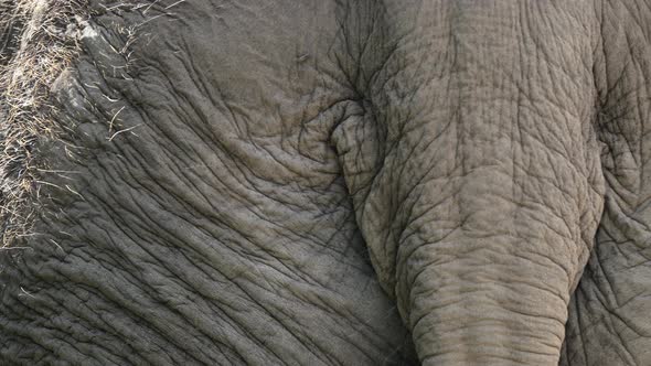 Close Up Of An Asian Elephant's Tail With Wrinkled Skin - macro alt