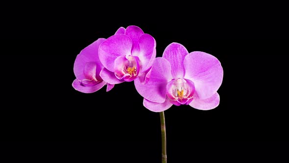 Blooming Purple Orchid Phalaenopsis Flower alt