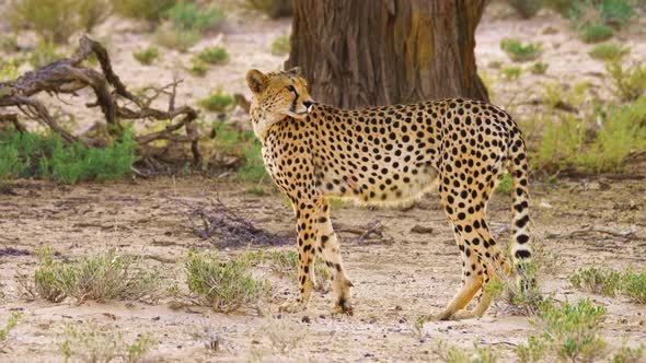 Beautiful Male Cheetah Standing And Looking Around In South Africa. - static shot alt