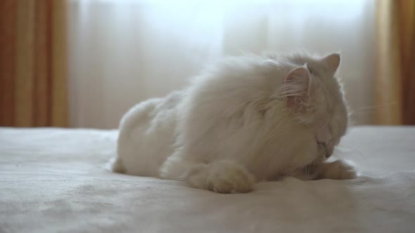 Persian Silver Chinchilla Lies in the Room on the Bed and Licks Himself with His Tongue