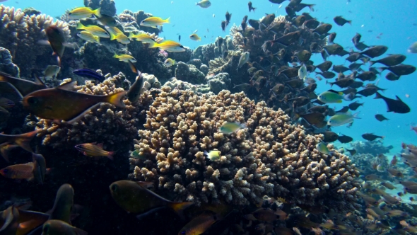 School of Fishes Vanikoro Sweeper Swims Near Coral Reef in Red Sea. Egypt alt