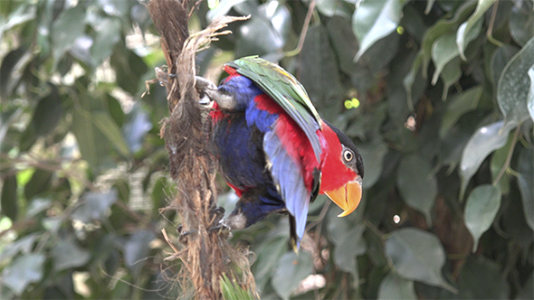 Multicolor Parrot