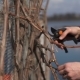 Gardener Cutting the Vine in the Spring - VideoHive Item for Sale