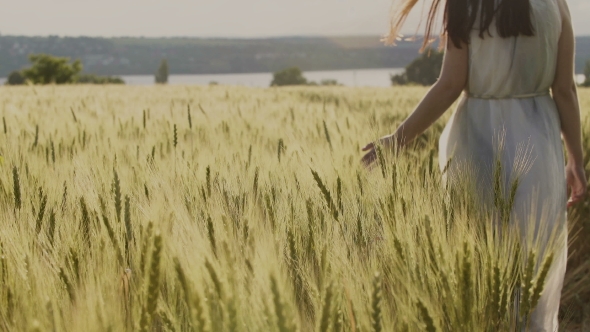 Young Girl in the White Dress Is Walking Through the Field of Wheat