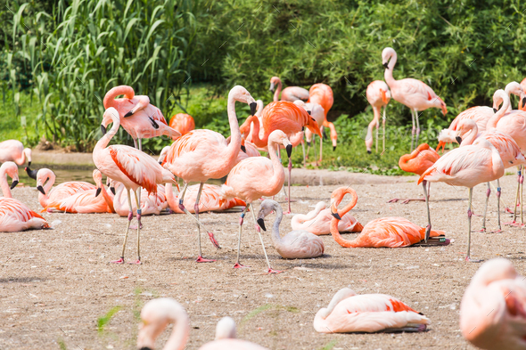 Flock of Greater Flamingo, Nice pink big bird, animal in the nature habitat