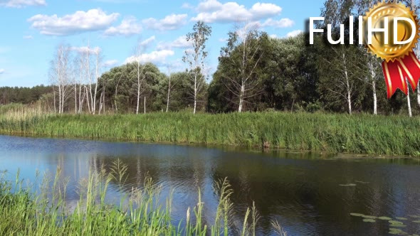 Small River Overgrown with Reeds and a Forest