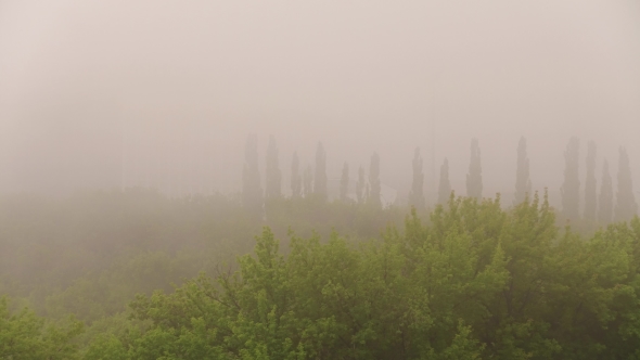 Mystical Fog Hides Trees