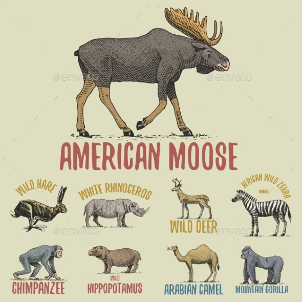 Wild Animals - Animals Characters