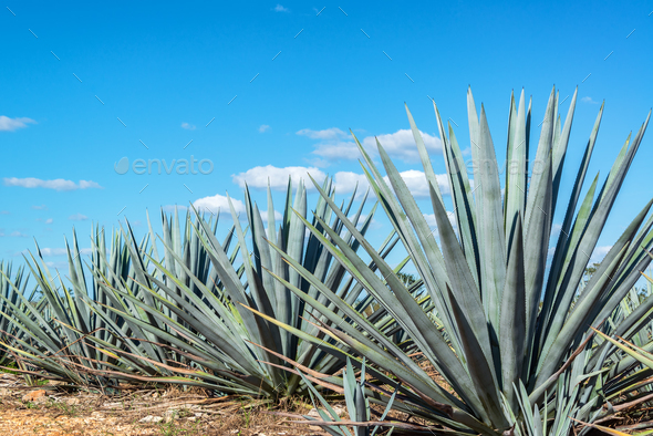 Blue Agave and Blue sky - Stock Photo - Images
