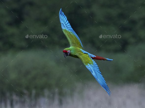 Military macaw (Ara militaris) - Stock Photo - Images