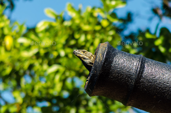 A Lizard in a Cannon - Stock Photo - Images
