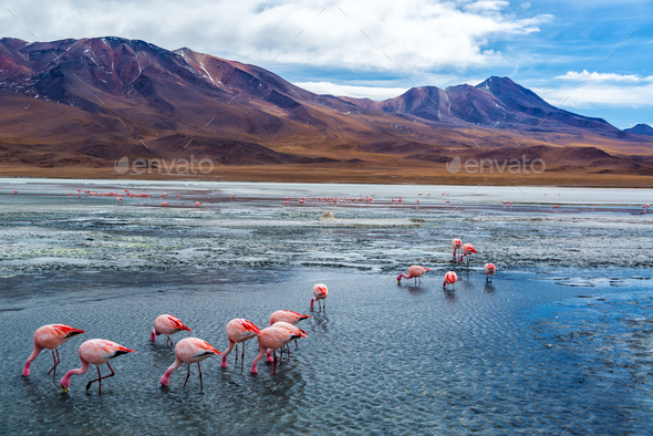 Pink Flamingoes in Bolivia - Stock Photo - Images
