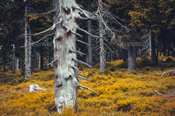 Autumn forest moody landscape with dry tree and colorful foliage