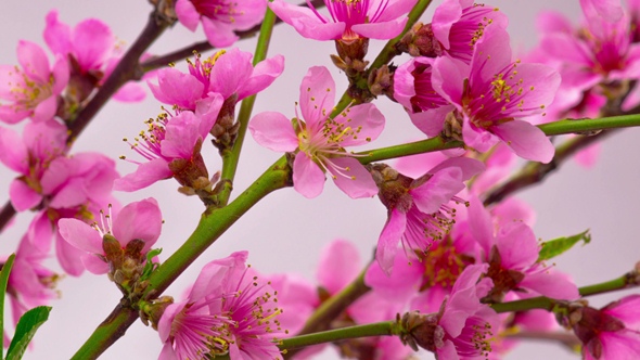 Pink Cherry Tree Flowers Blossoms alt