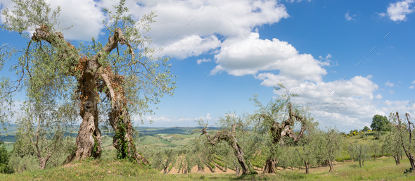 Olive trees in a Tuscany panorama landscape