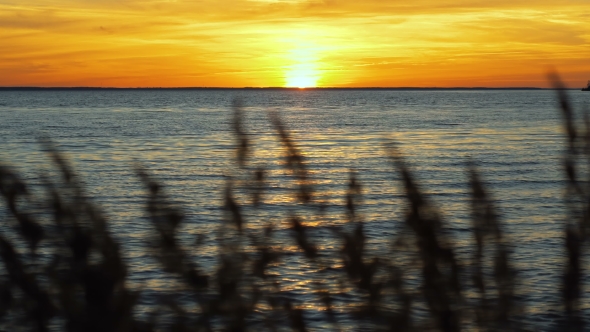 Reeds Growing Near the Water alt