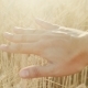 A Man's Hand Looks at the Mature Spikelets of Yellow Wheat at Sunset - VideoHive Item for Sale