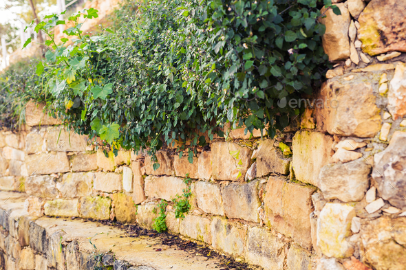 Old stone wall with green plant