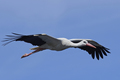 White stork (Ciconia ciconia) - PhotoDune Item for Sale