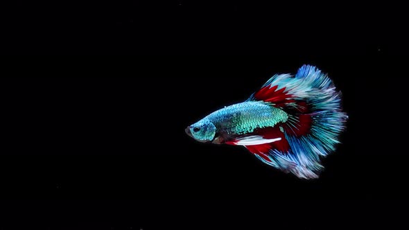 Blue and red color Siamese fighting fish alt