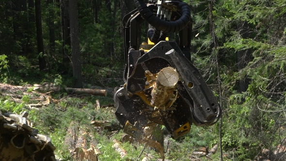 Mechanical Arm Cuts a Freshly Chopped Tree Trunk in a Forest