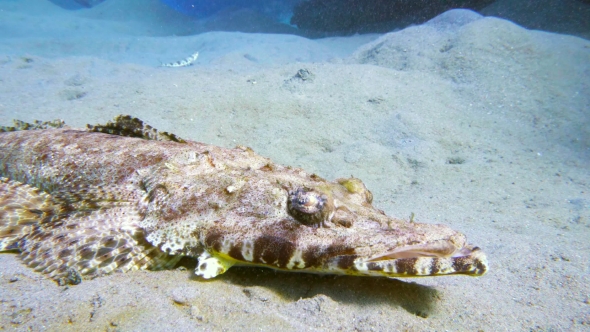 Tentacled Flathead in the Red Sea, Egypt alt