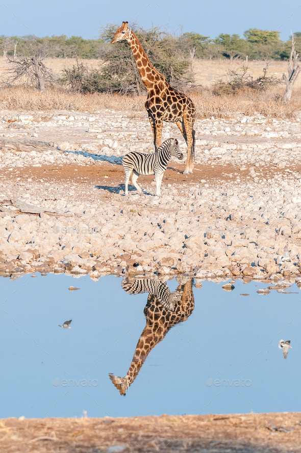 Namibian giraffe and Burchells zebra with reflections in water - Stock Photo - Images
