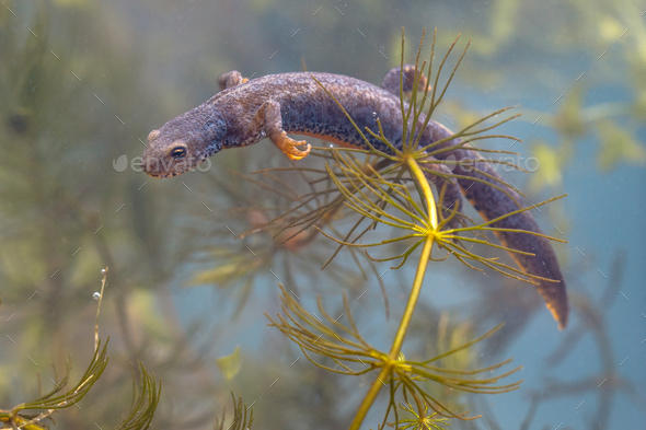 Submersed Male Alpine Newt