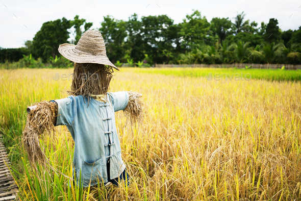 Scarecrow straw man guarding rice fields