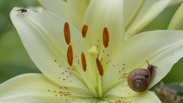 Snail Creeping on Flower