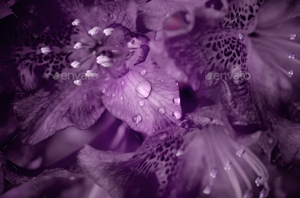 Deep purple flower