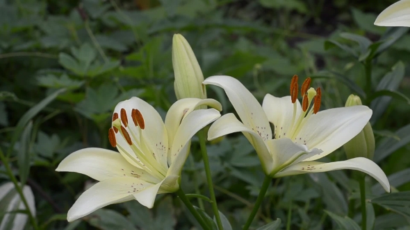 Blooming Yellow Lilies