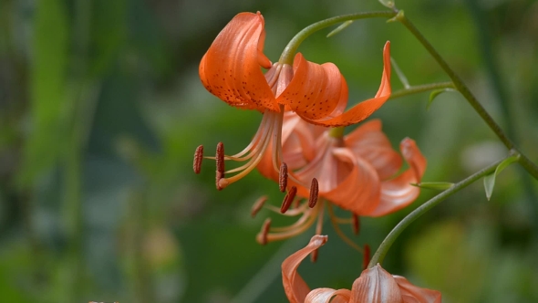 Blooming Orange Lily