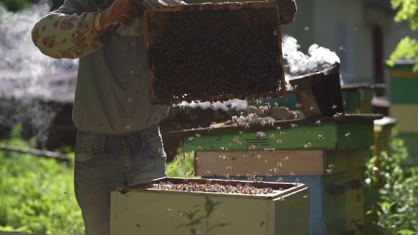 Beekeeper Shakes the Honey Cell to Clear it from the Bees