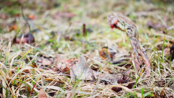 Frog jumping in the spring grass, slow motion alt