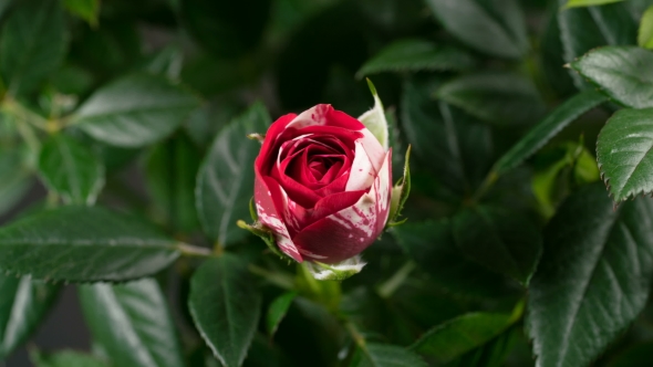 Abracadabra Rose Bud Opening alt